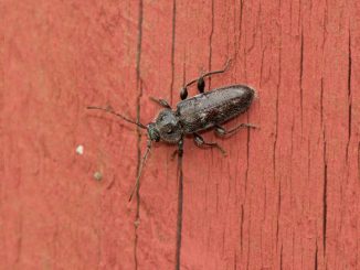 Der Husbock (Hylotrupes bajulus)