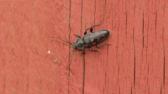 Der Husbock (Hylotrupes bajulus)