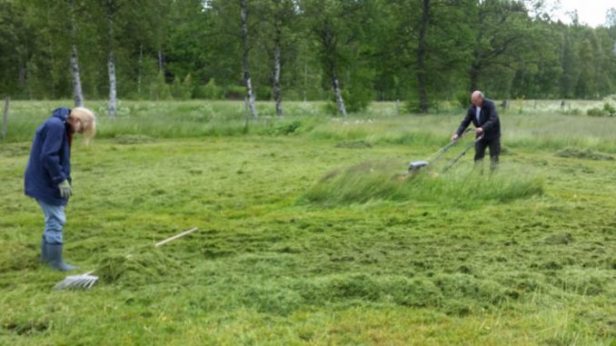 SvenskaNyheter_2015-06-24_Schweden_Rasenmaehen_1030x438 Unser schwedischer Garten.
