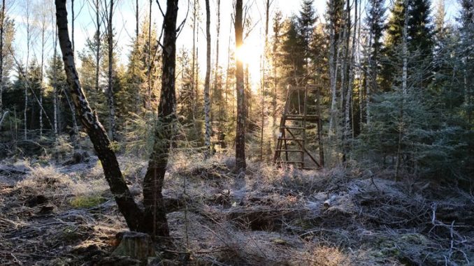 Hochsitz im Wald bei Raureif