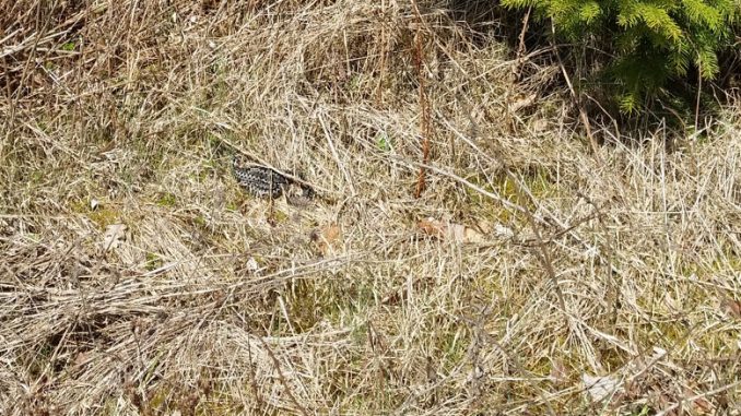 SvenskaNyheter_2017-04-27_Schweden_Schlange_1030x438