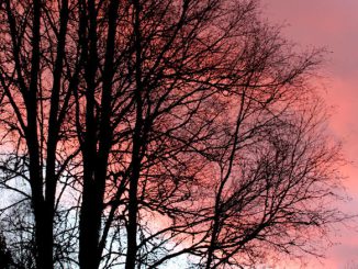 Tiefroter Himmel hinter den Bäumen.