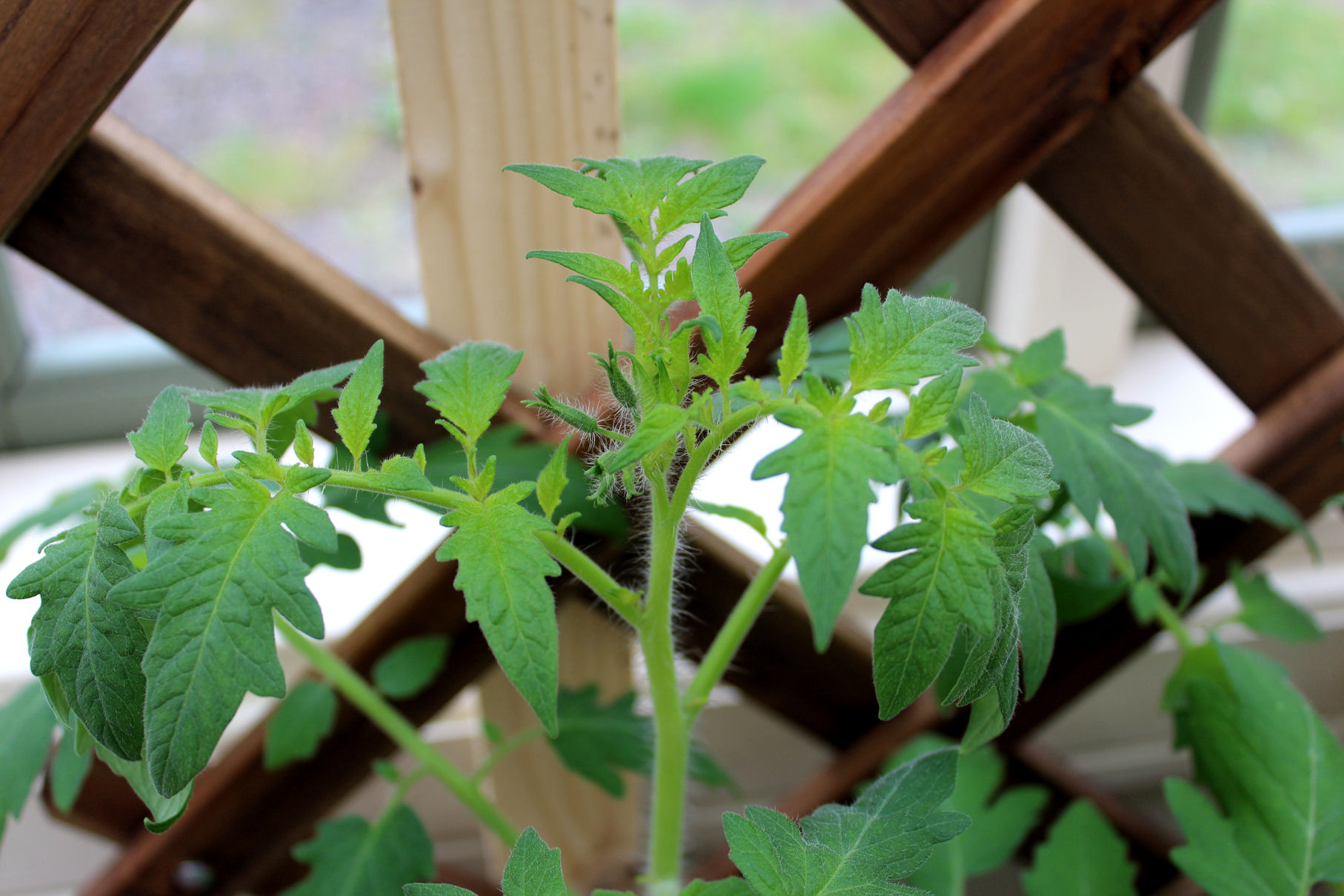 Tomatenblüte