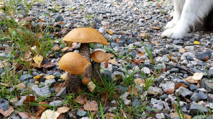 Ein Pilz