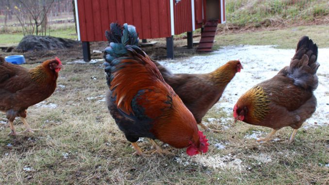 SvenskaNyheter_2017-04-27_Schweden_Huehner_1030x438