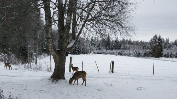 Drei Rehe in Schweden