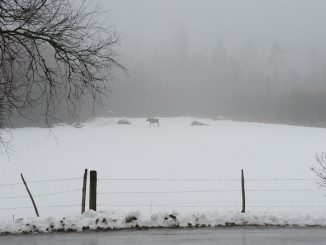 Ein Elch in Schweden