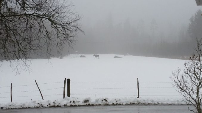 Ein Elch in Schweden