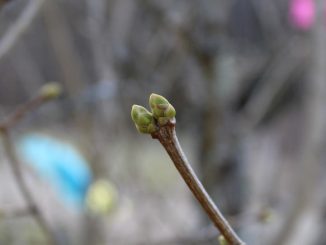 Knospe an einem Busch in Schweden.