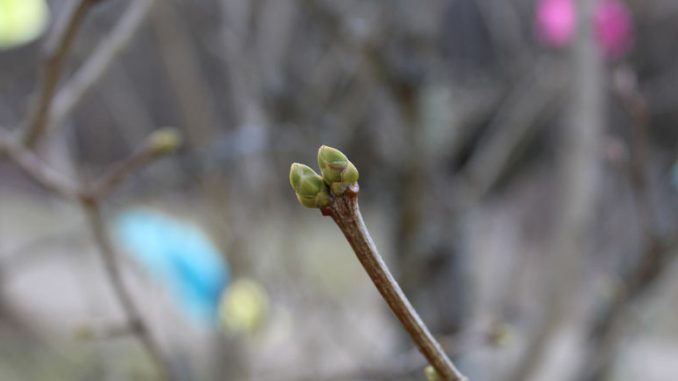 Knospe an einem Busch in Schweden.