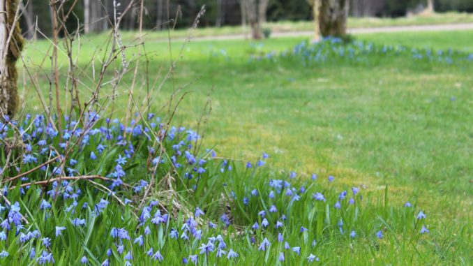 Unser schwedischer Garten.