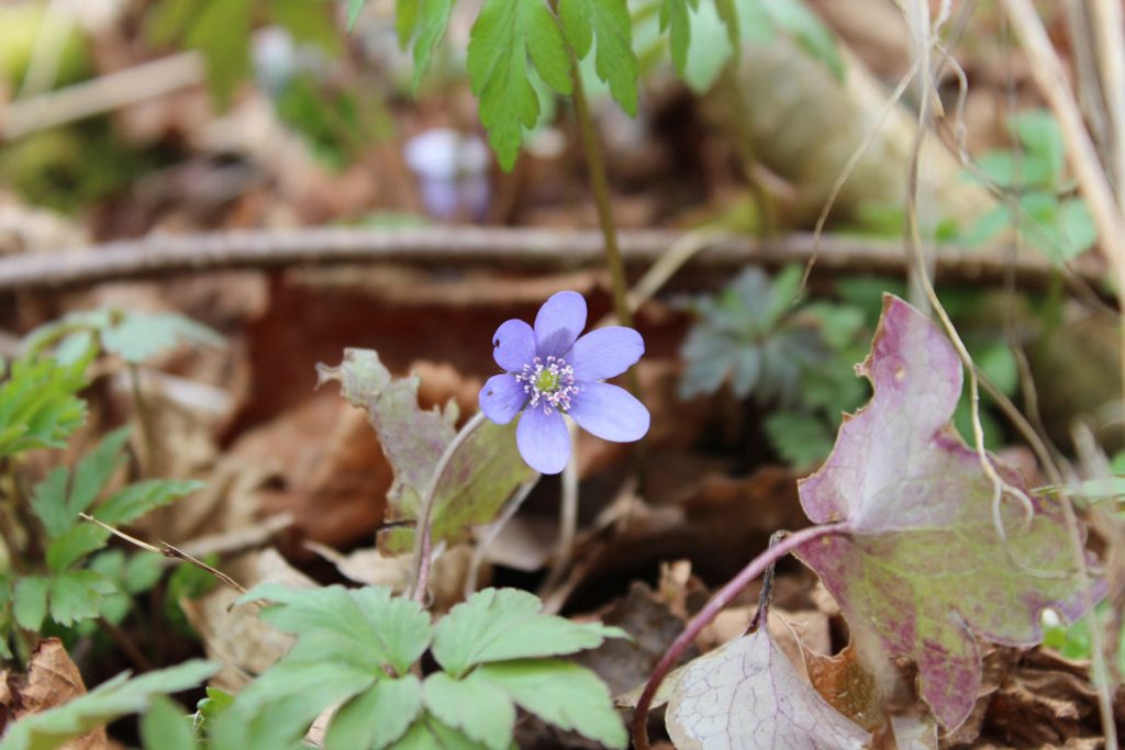 Das Leberblümchen in unserem schwedischen Garten.