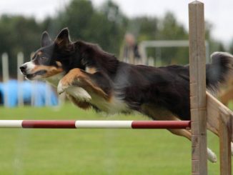 Ein Hund springt über ein Hindernis