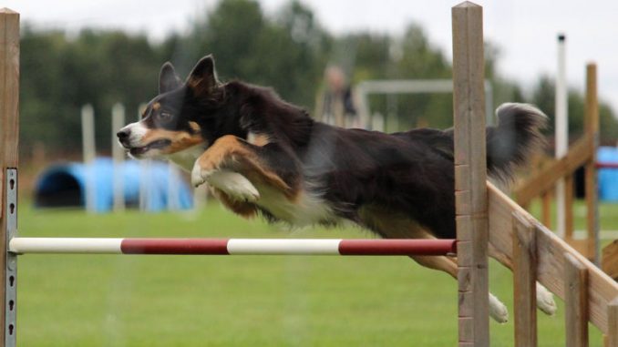 Ein Hund springt über ein Hindernis