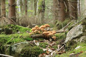 Pilze im schwedischen Wald