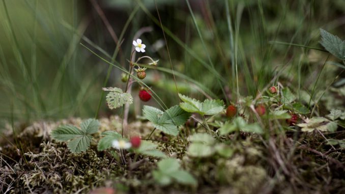 Walderdbeeren in Schweden