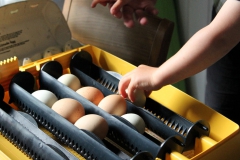 SvenskaNyheter_2019-07-16_Schweden_Brutmaschine_02