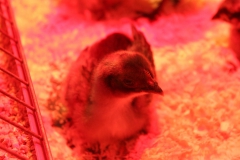 SvenskaNyheter_2019-07-16_Schweden_Brutmaschine_05