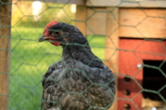 SvenskaNyheter_2019-08-26_Schweden_Brutmaschine_18