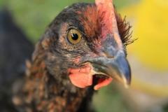 SvenskaNyheter_2019-08-26_Schweden_Brutmaschine_19