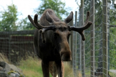 SvenskaNyheter_2019-08_Schweden_Elchpark_02