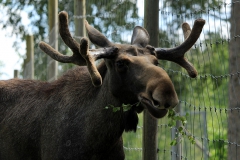 SvenskaNyheter_2019-08_Schweden_Elchpark_03