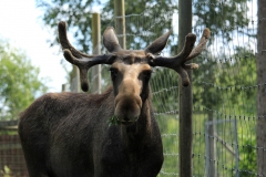 SvenskaNyheter_2019-08_Schweden_Elchpark_04