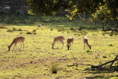 SvenskaNyheter_2019-08_Schweden_Elchpark_01
