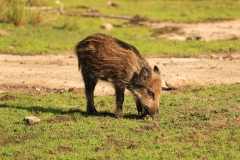 SvenskaNyheter_2019-08_Schweden_Elchpark_02