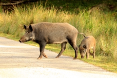 SvenskaNyheter_2019-08_Schweden_Elchpark_03