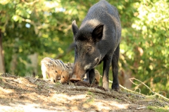 SvenskaNyheter_2019-08_Schweden_Elchpark_05