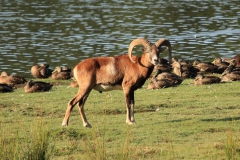 SvenskaNyheter_2019-08_Schweden_Elchpark_06