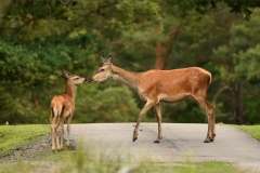 SvenskaNyheter_2019-08_Schweden_Elchpark_10