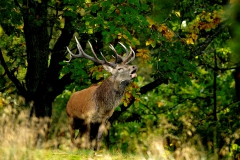 SvenskaNyheter_2019-08_Schweden_Elchpark_11