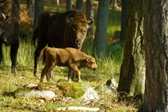 SvenskaNyheter_2019-08_Schweden_Elchpark_13 SvenskaNyheter_2019-08_Schweden_Elchpark_13