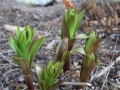 Frühling in Schweden