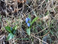 Frühling in Schweden