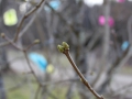 Frühling in Schweden