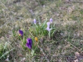 Frühling in Schweden