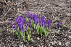 Frühling in Schweden