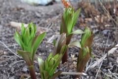 Frühling in Schweden