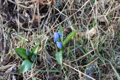 Frühling in Schweden