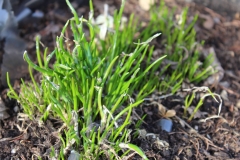 Frühling in Schweden