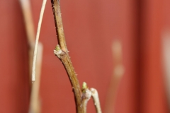 Frühling in Schweden