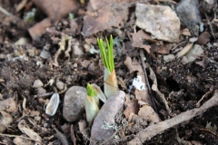 Frühling in Schweden