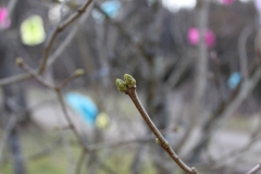 Frühling in Schweden