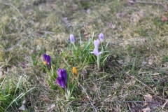 Frühling in Schweden