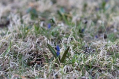 Frühling in Schweden