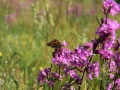SvenskaNyheter_2019-06-06_Schweden_02