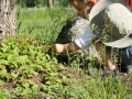 SvenskaNyheter_2019-06-14_Schweden_Walderdbeere_